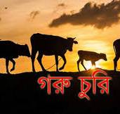 গফরগাঁওয়ে এক রাতে কৃষকের ছয় গরু চুরি