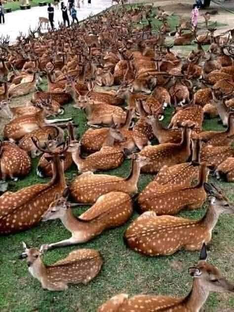 সুন্দরবনে হরিণ শিকারের মহোৎসব