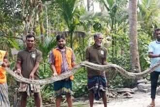 শরনখোলায় ২০ফুট লম্বা অজগর উদ্ধার -সুন্দরবনে অবমুক্ত