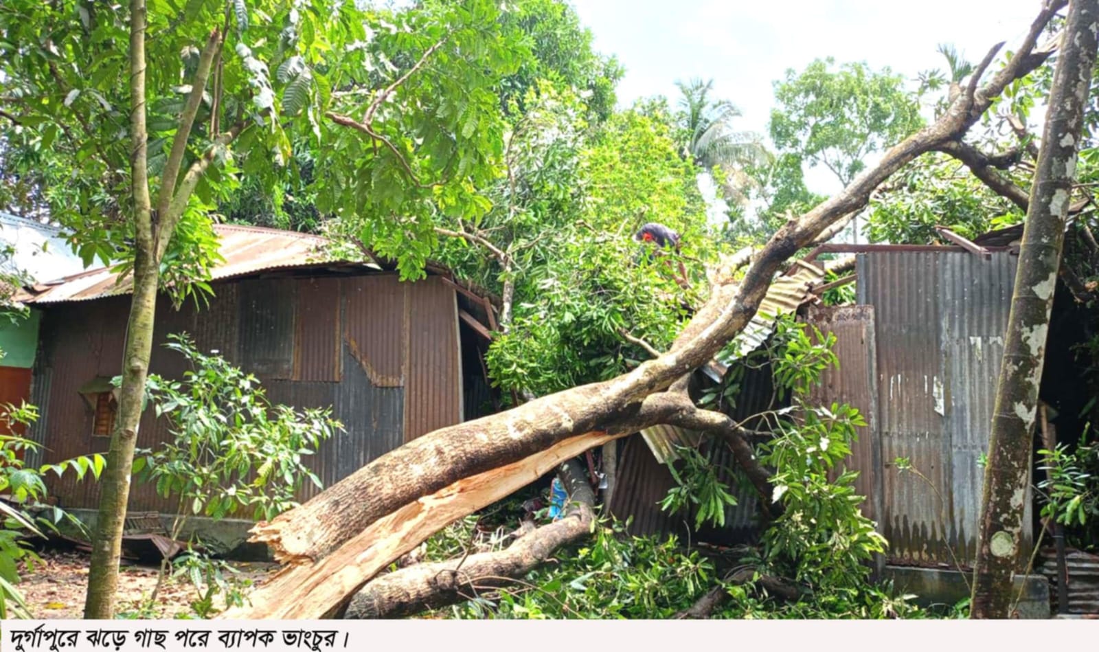 দুর্গাপুরে গাছ পড়ে ব্যপক ক্ষতি প্রাণে বাঁচলো পরিবার