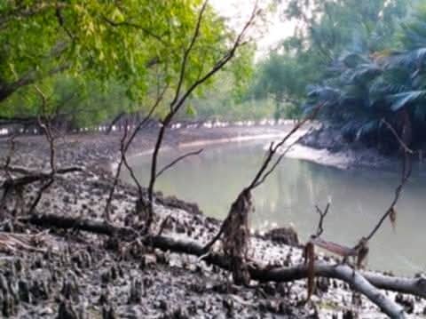 সুন্দরবনে ডাকাতের আস্তানা থেকে আগ্নেয়াস্ত্র, কার্তুজ উদ্ধার
