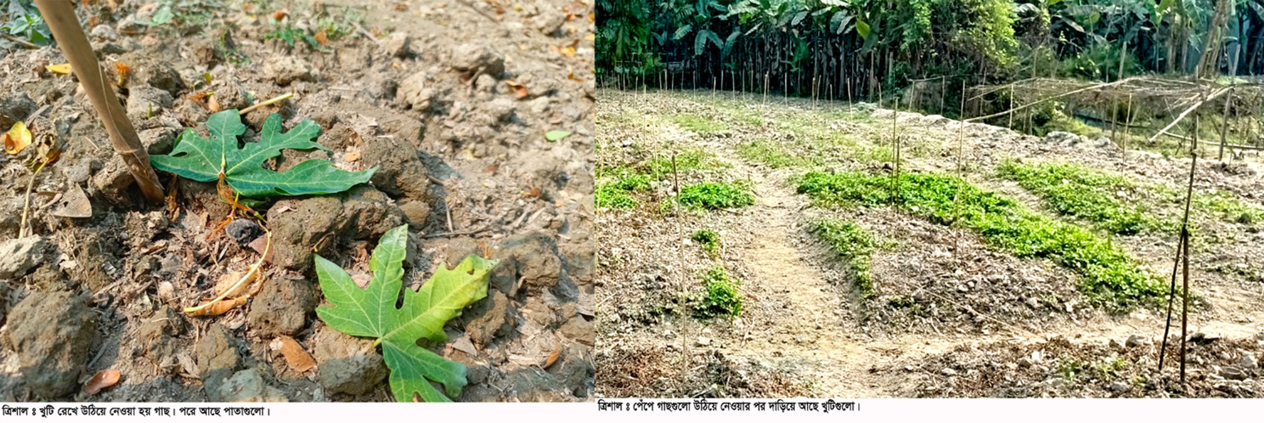 ত্রিশালে জমি সংক্রান্ত বিরোধে দুই শতাধিক পেঁপে গাছ নিধনের অভিযোগ