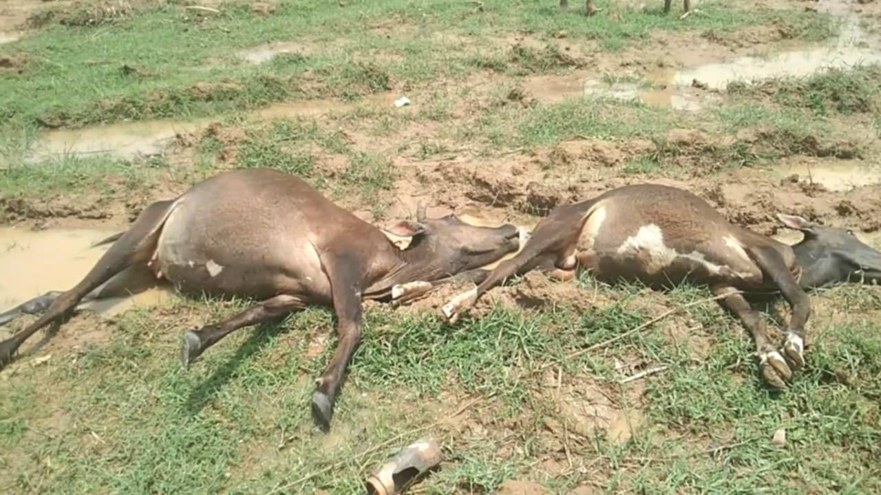 দুর্গাপুরে বজ্রপাতে কৃষকের দুই গরুর মৃত্যু