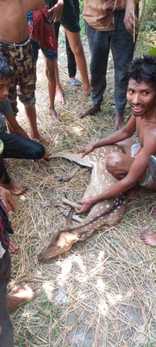 শরণখোলায় সুন্দরবন থেকে আসা হরিণ উদ্ধার