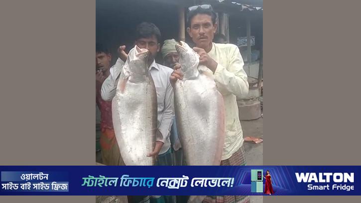 ব্রহ্মপুত্র নদে জেলের জালে ৭ ও ৮ কেজির দুই চিতল