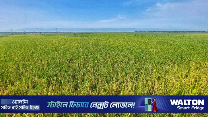 সুনামগঞ্জে তেল ও শ্রমিক সংকটে বিপাকে হাওরের কৃষক