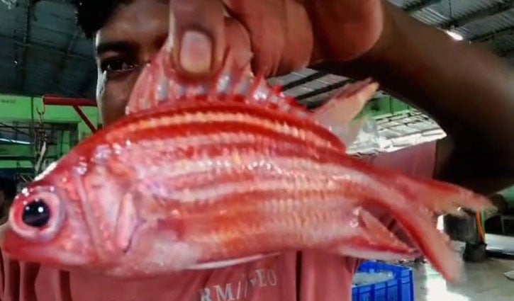 বঙ্গোপসাগরে ধরা পড়ল বিরল প্রজাতির ‘সৈনিক মাছ’