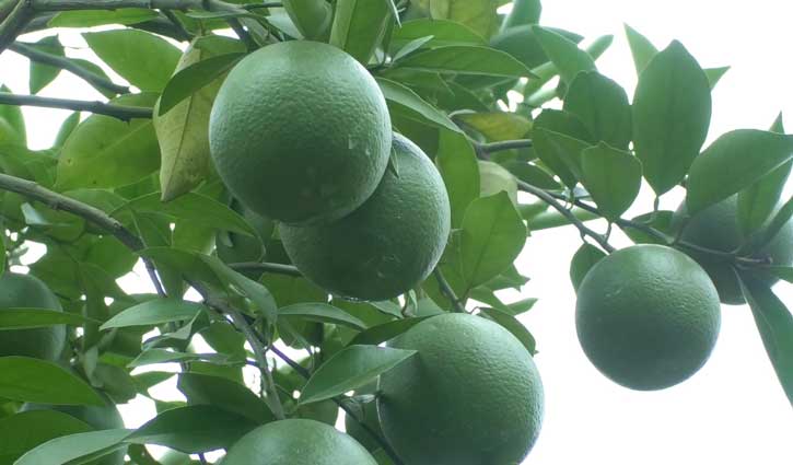সমতলে মাল্টা চাষে সাফল্য